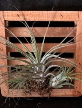 TEAK FRAME 6" Tillandsia